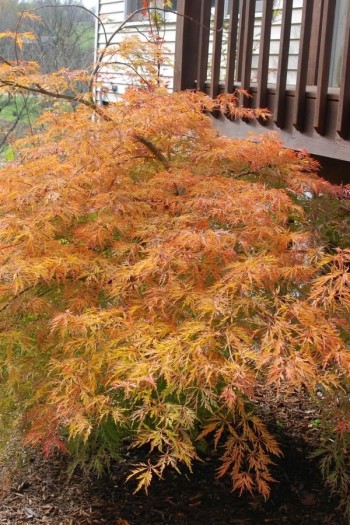 Клен ложнозибольдів Айс Драгон /  Клен псевдозібольдів Айс Драгон|Acer pseudosieboldianum Ice Dragon|Клен ложнозибольдов Айс Драгон / Клен псевдозибольдов Айс Драгон